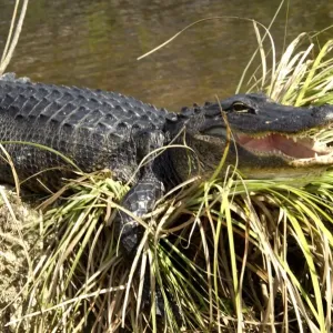 Alligator in the Florida Everglades Alligator in the Florida Everglades