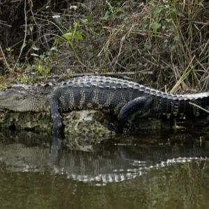 Alligator in the Florida Everglades Alligator in the Florida Everglades