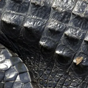 Alligator in the Florida Everglades Alligator in the Florida Everglades