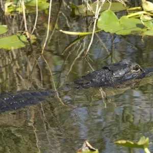 Alligator in the Florida Everglades