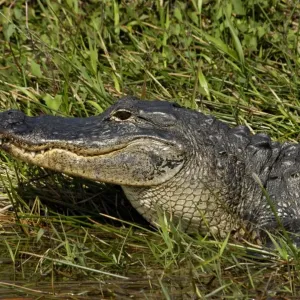 Alligator in the Florida Everglades Alligator in the Florida Everglades