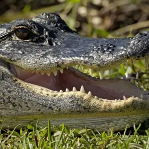 Alligator in the Florida Everglades Alligator in the Florida Everglades