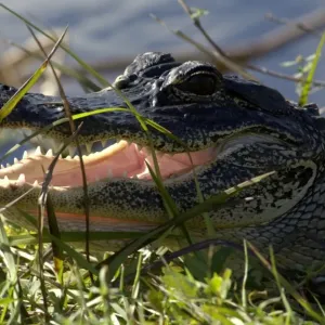 Alligator in the Florida Everglades Alligator in the Florida Everglades
