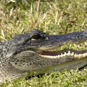 Alligator in the Florida Everglades Alligator in the Florida Everglades