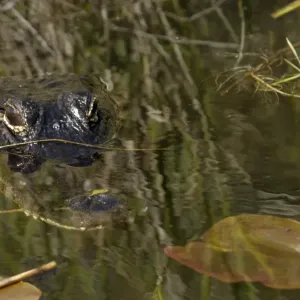 Alligator in the Florida Everglades Alligator in the Florida Everglades
