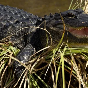 Alligator in the Florida Everglades