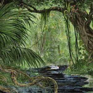 Upper Amazon Rainforest Print Upper Amazon Rainforest Print