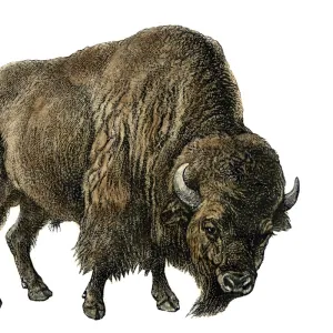 American buffalo