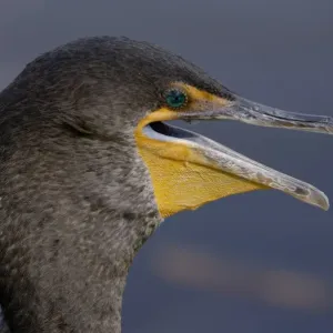 Anhinga in the Florida Everglades Anhinga in the Florida Everglades