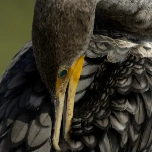Anhinga Print, Everglades Wildlife Photograph Anhinga Print, Everglades Wildlife Photograph