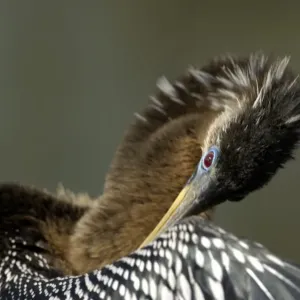 Anhinga in the Florida Everglades Anhinga in the Florida Everglades