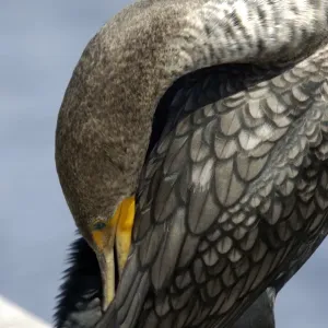 Anhinga in the Florida Everglades Anhinga in the Florida Everglades