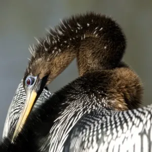 Anhinga in the Florida Everglades Anhinga in the Florida Everglades