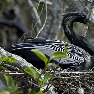 Anhinga nesting in the Florida Everglades