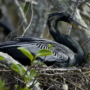 Anhinga Print, Everglades Nest Scene Anhinga Print, Everglades Nest Scene