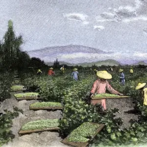 Asian Workers Curing Raisins Print Asian Workers Curing Raisins Print