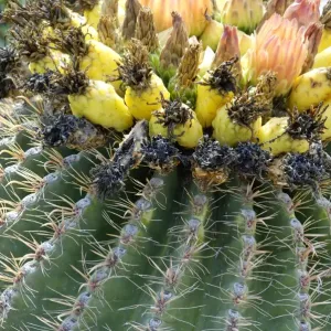 Barrel cactus flowers and fruit Barrel cactus flowers and fruit