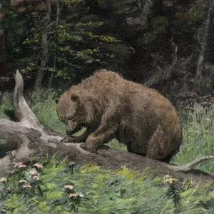 Bear raiding a beehive in a fallen tree Print Bear raiding a beehive in a fallen tree Print