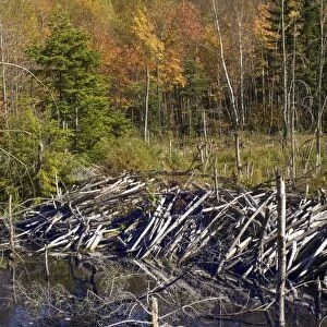 Beaver dam in Maine