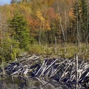 Beaver dam in Maine Beaver dam in Maine