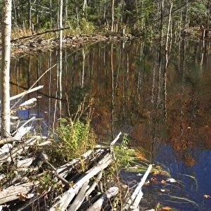 Beaver pond in Maine