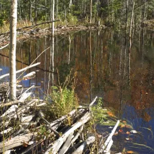 Étang de castor dans le Maine. Étang de castor dans le Maine.