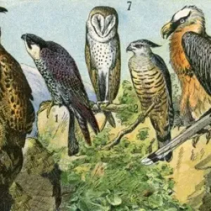 19th Century Birds of Prey Print 19th Century Birds of Prey Print