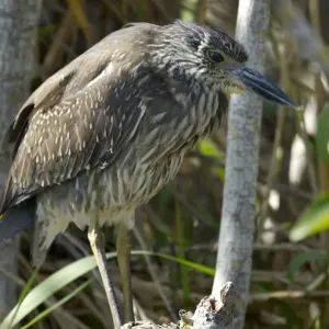 Black-crowned night heron in the Florida Everglades Black-crowned night heron in the Florida Everglades