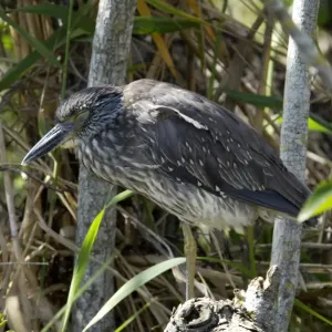 Black-crowned night heron Print, 8x10 inch photograph Black-crowned night heron Print, 8x10 inch photograph