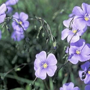 Blue flax, a native wildflower described by Meriwether Lewis, Montana
