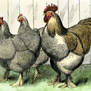 Buff cochin chickens