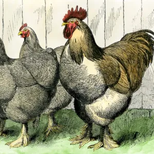 Buff cochin chickens