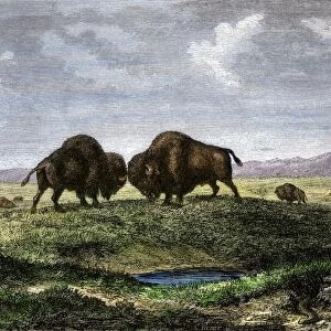 Buffalo bulls fighting on the Great Plains