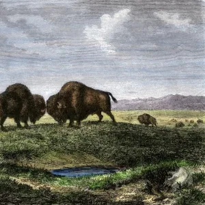 Buffalo bulls fighting on the Great Plains