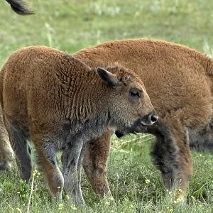 Buffalo calves, South Dakota