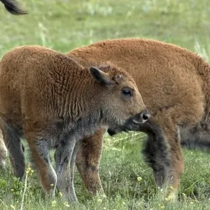 Buffalo calves, South Dakota