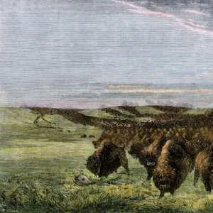 Buffalo herd on the American prairie