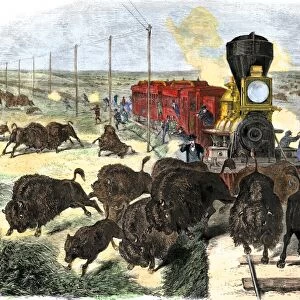 Buffalo killed from a train on the Great Plains