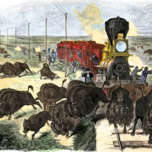 Buffalo killed from a train on the Great Plains