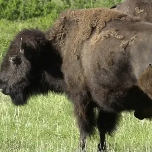 Buffalo, South Dakota Buffalo, South Dakota