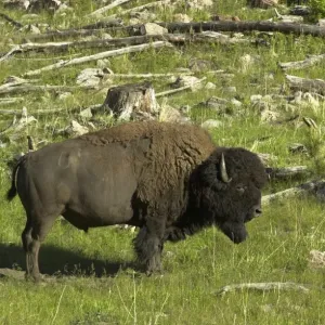Buffalo Print: Free-ranging bull on Black Hills slopes Buffalo Print: Free-ranging bull on Black Hills slopes