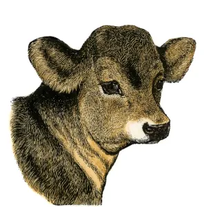 19th-Century Hand-Colored Print of a Jersey Calf 19th-Century Hand-Colored Print of a Jersey Calf