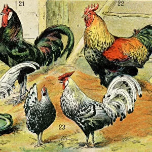 Chickens and other poultry