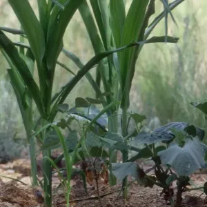 Corn, beans and squash grown the native American way Corn, beans and squash grown the native American way