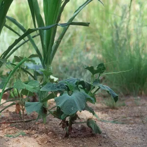 Corn, beans and squash grown the native American way