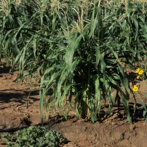 Corn on the Navajo reservation, Arizona