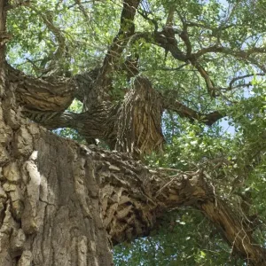 Arbre de cotonnier, Nouveau-Mexique. Arbre de cotonnier, Nouveau-Mexique.