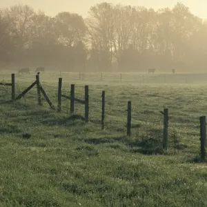 Prairie de vaches, Alabama. Prairie de vaches, Alabama.