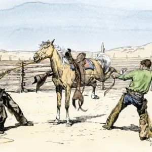 Cowboys saddling a bronco, 1800s