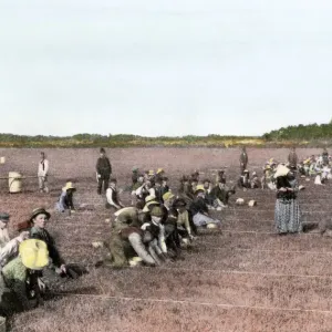 Cranberry Bog Pickers Print, 1890s Cranberry Bog Pickers Print, 1890s